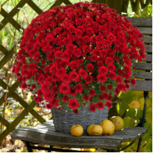 Хризантема Loren Red контейнер 0.5 л