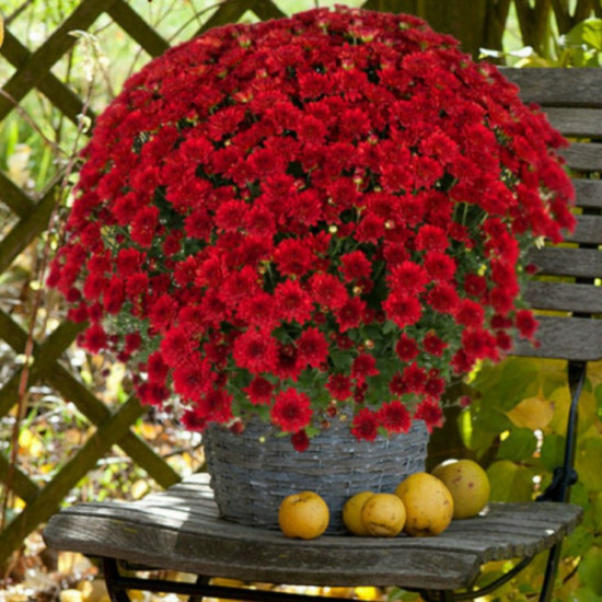 Хризантема Loren Red контейнер 0.5 л