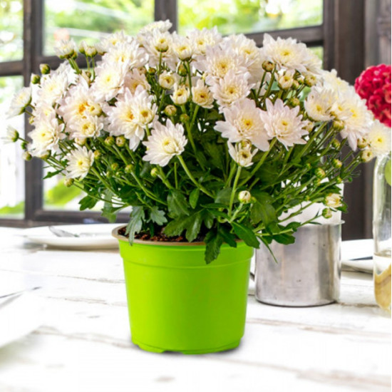 Хризантема Pink cream контейнер 0.5 л