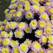 Хризантема Vanilla корейская контейнер 0.5 л