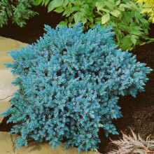 Ялівець Blue Carpet контейнер 0.5 л