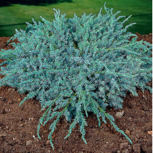 Ялівець Blue Carpet контейнер 0.5 л