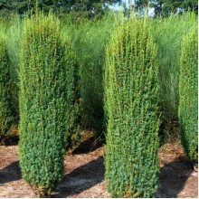 Ялівець Hibernica (Хіберніка) контейнер 0.5 л