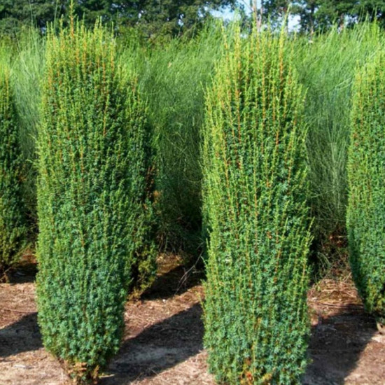 Ялівець Hibernica (Хіберніка) контейнер 0.5 л