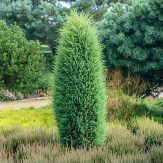 Ялівець Hibernica (Хіберніка) контейнер 0.5 л