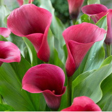 Кала Captain Promise