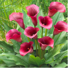 Кала Captain Promise