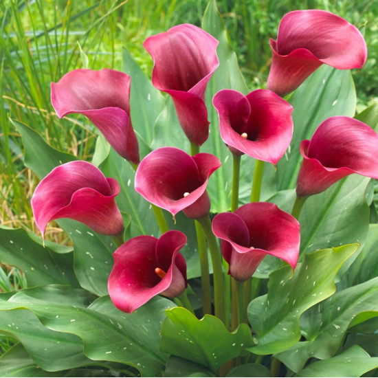 Кала Captain Promise