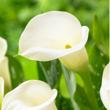 Калла Crystal Clear