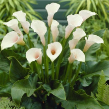 Калла Crystal Clear