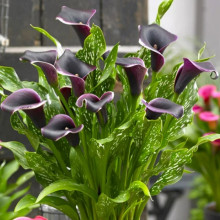 Кала Dubai Nights