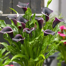 Кала Dubai Nights