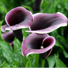 Кала Dubai Nights