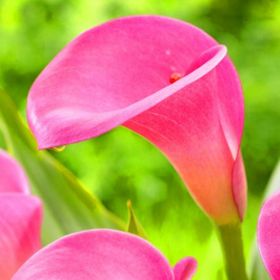 Кала Garnet Glow