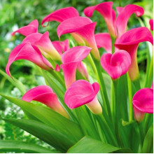 Кала Garnet Glow