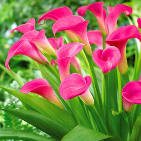 Кала Garnet Glow