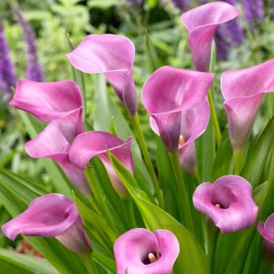 Кала Grape Velvet