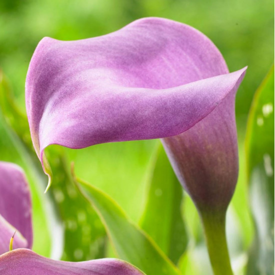 Кала Grape Velvet