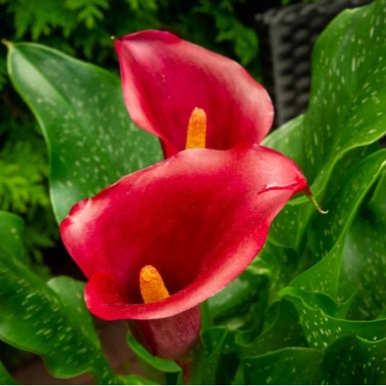 Кала Majestic Red