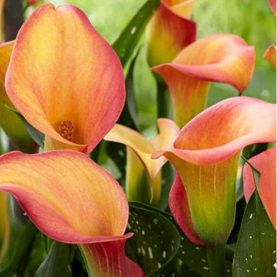 Кала Morning Sun