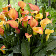 Кала Morning Sun