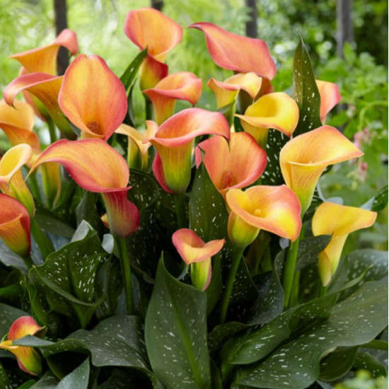 Кала Morning Sun