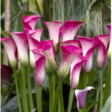 Кала Peppermint Twist