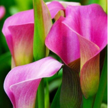 Кала Peppermint Twist