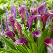 Кала Purple Sensation