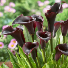 Кала Schwarzwalder