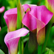 Кала Wild Salmon