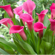 Кала Wild Salmon