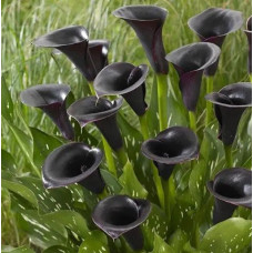 Кала Black Diamond