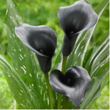 Калла Black Diamond