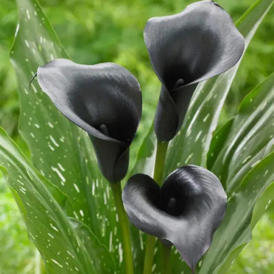 Кала Black Diamond