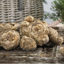 Кала Garnet Glow