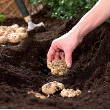 Кала Garnet Glow