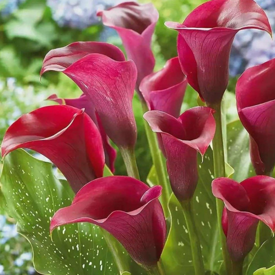 Кала Callifornia Red