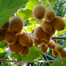 Киви Аллисон контейнер 0.5 л