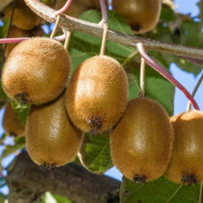 Киви Бруно контейнер 0.5 л