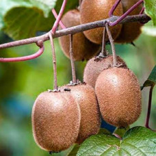 Киви Хейворд контейнер 0.5 л