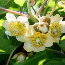 Киви Матуа (муж.опылитель) контейнер 0.5 л