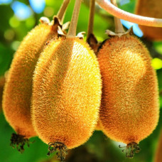 Киви Монти контейнер 2 л