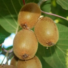 Киви Соло контейнер 0.5 л