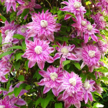 Клематис Josephine контейнер 0.5 л