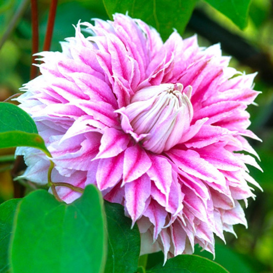 Клематис Josephine контейнер 0.5 л