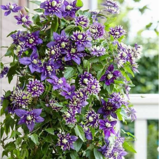 Клематис Taiga контейнер 0.5 л