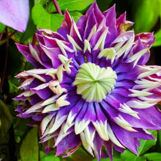 Клематис Taiga контейнер 0.5 л