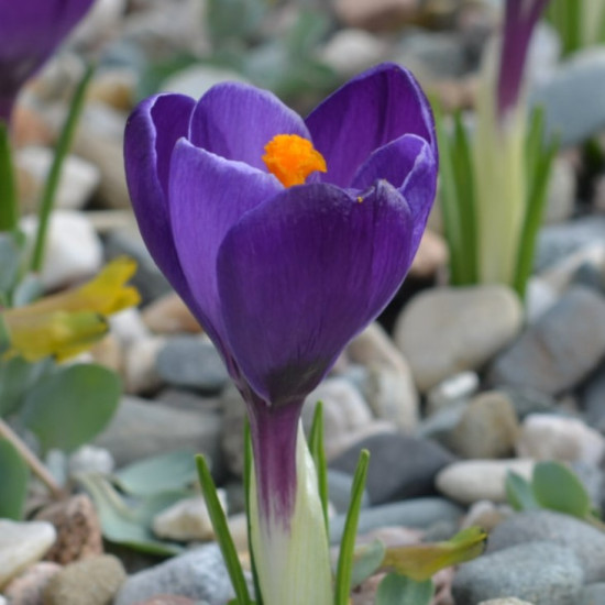 Крокус Ботанічний Barr's Purple