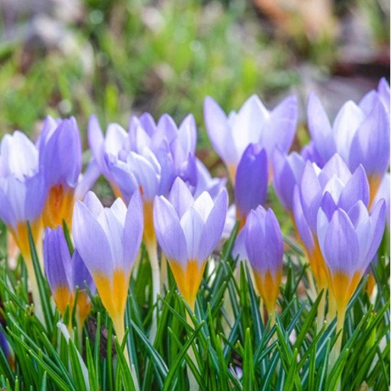 Крокус Ботанічний Firefly